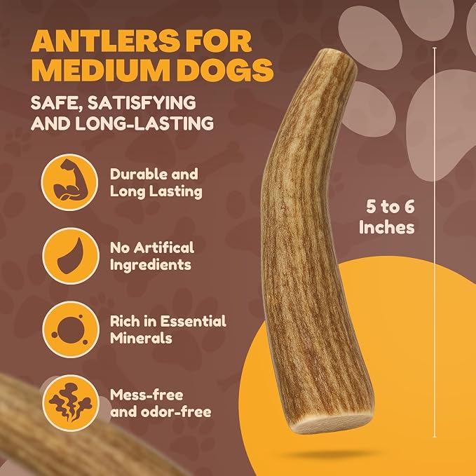 Whitetail Naturals Deer Antler Dog Chews (3 Pack Medium) - Long Lasting, Naturally Shed Whole Antlers for Dogs - Long Lasting Dog Bones for Power Chewers