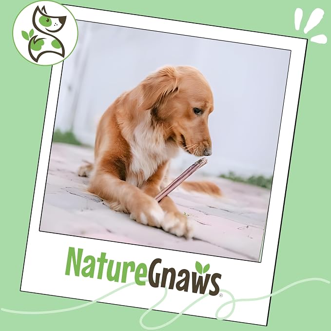 Nature Gnaws Bully Sticks for Dogs 11-12" (1Lb) - Mixed Thickness - Long Lasting for Aggressive Chewers and Large Dogs - Natural Beef Dog Chew Bones