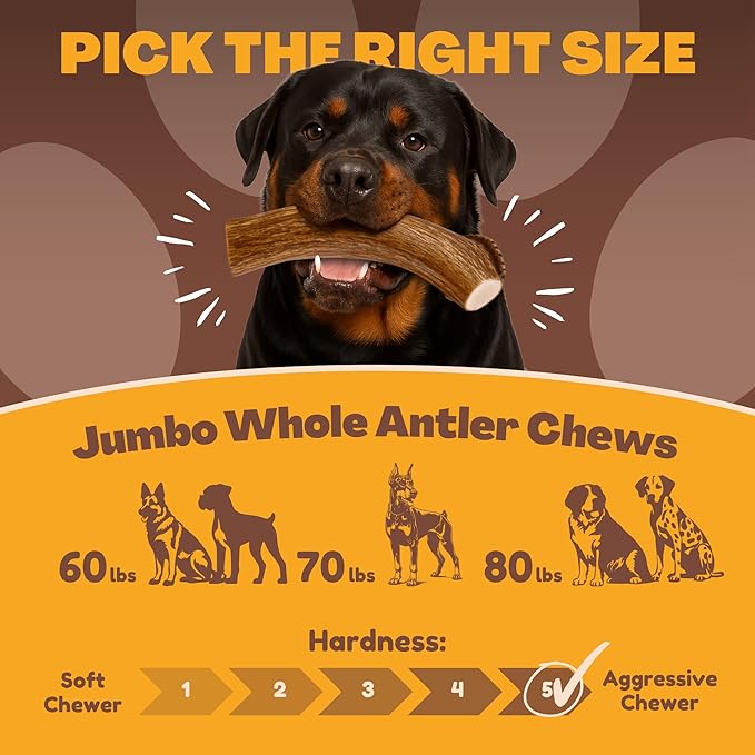 WhiteTail Naturals - Deer Antlers for X-Large Dogs (2 Pack- Jumbo XXL) All Natural Antler Dog Chew - Naturally Shed, Long Lasting Chew Bone for Big Agressive Chewers