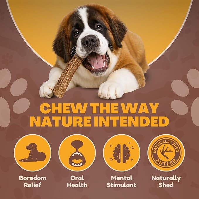 WhiteTail Naturals Whole Deer Antlers for X-Large Dogs (Jumbo-XXL) Naturally Shed, Long Lasting Antler Dog Chew Bone for Power Chewers