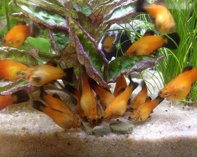 16mm - 5/8" Medium/Large Sinking Wafers of Algae, Spirulina, Veggies for All Tropical Fish, African Cichlids, Shrimp, Snails, Crabs, Catfish, Plecos..…1-lb 12.3oz Clear Bag