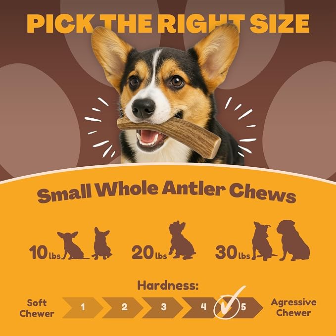 WhiteTail Naturals Antlers for Dogs (6 Pack) Deer Antler Dog Chew Bones for Small Aggressive Chewers - Long Lasting Whole Antlers - Hand Trimmed & Naturally Shed