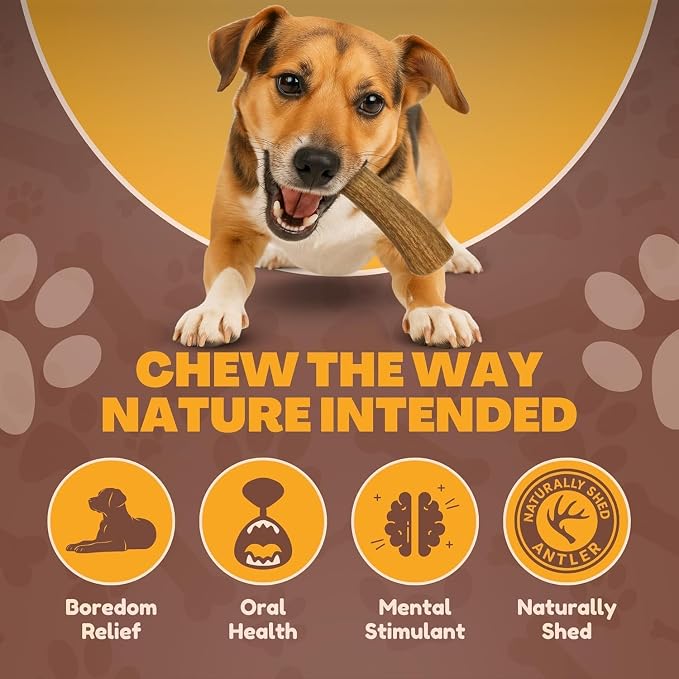 WhiteTail Naturals - Antlers for Small Dogs (3 Pack) Deer Antler Dog Chew Bones for Small Aggressive Chewers - Long Lasting Horn Chew Toys - Naturally Shed