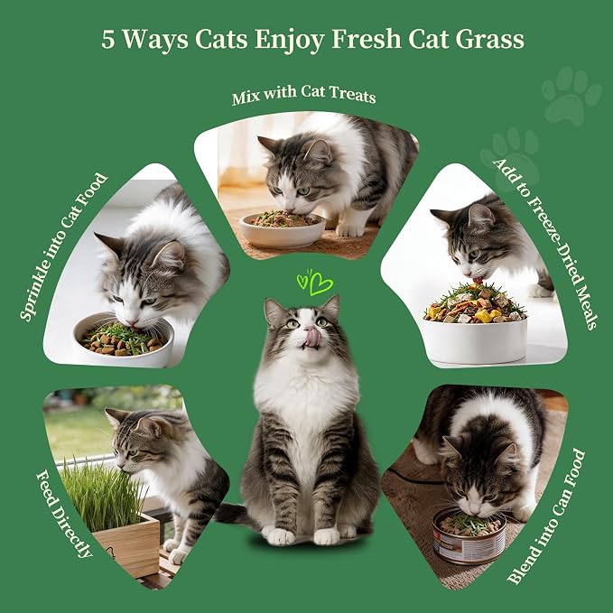Cat Grass Kit for Indoor Cats - 5 Harvests Cat grass Growing Kit with Wooden Planter, 5 Seed Packets, 6 Soil Disks, Spray Bottle, Tools & Scissors - Natural Hairball Control for Nipping & Nibbling