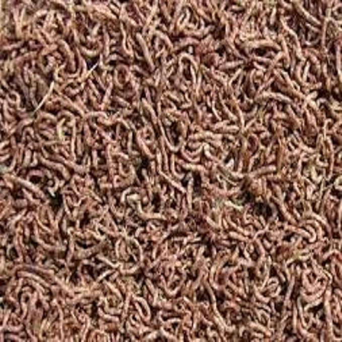 Bloodworms, Fresh Freeze Dried Grade A Floating Bloodworms for All Tropical Fish, Bettas, Discus, Cichlids, Turtles, Carnivore Carnivorous Plants Plants - 16oz Jar