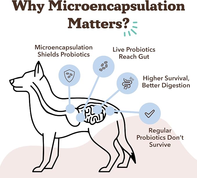 Natural Dog Company Probiotics for Dogs – Dog Probiotic Chews with 1B CFUs, Canine-Specific Microencapsulated Strains, Prebiotics & Enzymes for Digestive Health, Stool & Immune Support, 45 Ct