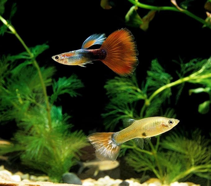 Tropical Fish 1mm - 1/32" Floating 40% Protein Pellets for Discus, Cichlids, Bettas, Guppies, Tetras, Live Bearers, Baby Koi, Smaller Tropical and Pond Fish...WL 3-lbs 10oz Lg Jar
