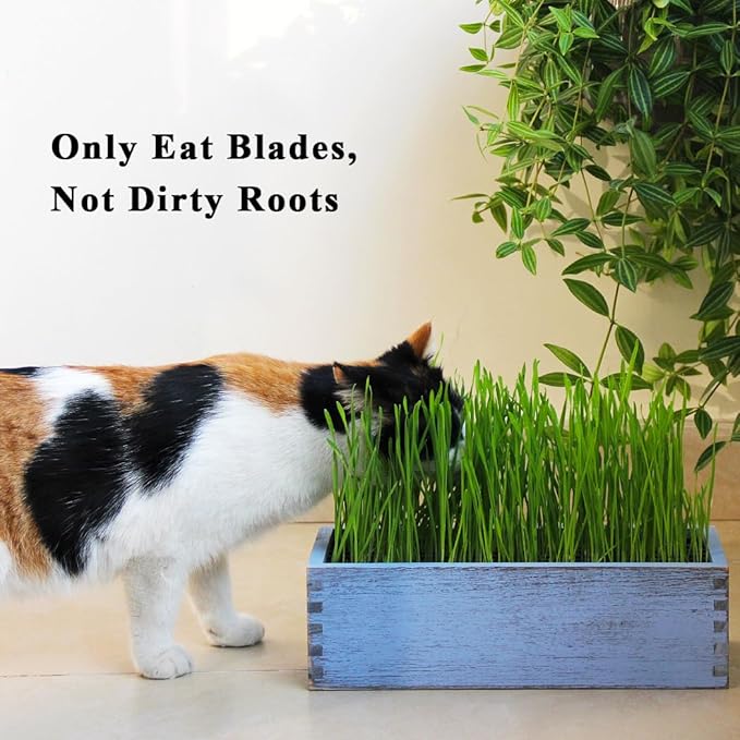 Wooden Cat Grass Planter (no Seeds Included) Anti Digging Design | with Potting Soil Disks, Anti-Digging Grid and Removable Plastic Liner, Wheat Grass Growing Pot for Indoor Cats Rabbits Pets