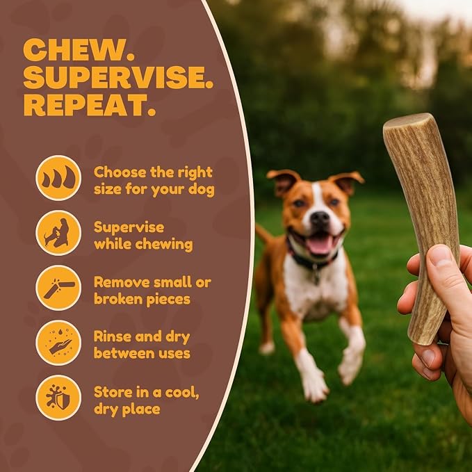 WhiteTail Naturals - Deer Antlers for Dogs - (Medium Whole- 2 Pack) - All Natural Antler Dog Chew - Naturally Shed, Long Lasting Chew Bone, Crafted in Texas