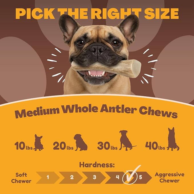 WhiteTail Naturals - Deer Antlers for Dogs - (Medium Whole- 2 Pack) - All Natural Antler Dog Chew - Naturally Shed, Long Lasting Chew Bone, Crafted in Texas