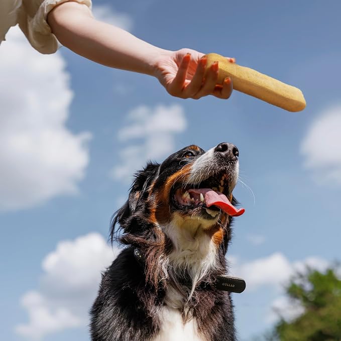Wildfang® Yak Chews, X-Large for Dogs Over 99 lbs – Dog Dental Chew Stick, Hardness Like Himalayan Yak Cheese, Churpi-Style Cheese Sticks, Dog Treats & Puppy Training Treats, Approx 5 oz, Pack of 3
