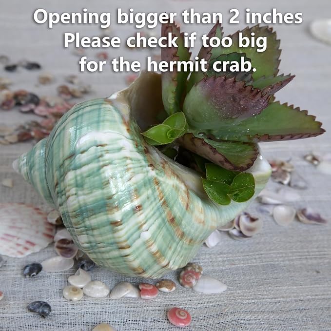 2pcs Large Hermit Crab Shells, XXL Size Opening 1.9-2.2" Big Hermit Crab Shells, Natural Sea Conch, Turbo Seashells Beach Decoration(2pcs XXL)