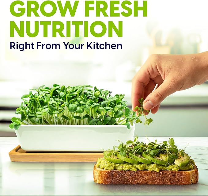 ZESTIGREENS Ceramic Microgreens Growing Kit to Grow 3 Crops Including Organic USDA Red Amaranth, Purple Rambo Radish & Broccoli Microgreens Seeds.