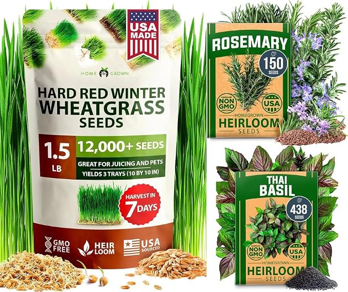 HOME GROWN 12,000+ Wheatgrass Seeds Bulk Pack & 𝗨𝗦𝗔 𝗣𝗥𝗘𝗠𝗜𝗨𝗠 Rosemary Seeds Pack - 150 & Thai Basil Seeds Pack - 438