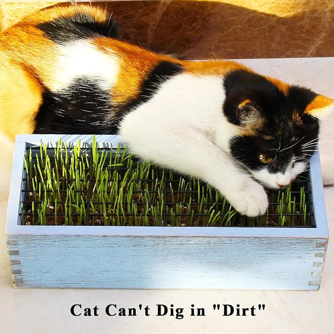 Wooden Cat Grass Planter (no Seeds Included) Anti Digging Design | with Potting Soil Disks, Anti-Digging Grid and Removable Plastic Liner, Wheat Grass Growing Pot for Indoor Cats Rabbits Pets