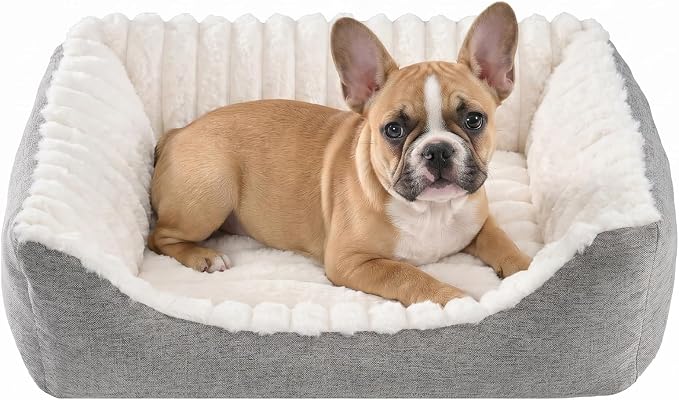 Avont Supportive Dog Bed for Small Dogs & Cats, Plush Foam Fill, Cream | Removable Machine Washable Cover, Low 5.12" Entry for Pups & Seniors, 7:3 Foam-PP, Non-slip Bottom, Hidden Chew-proof Zippers
