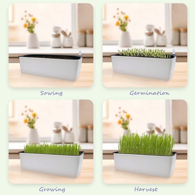 Cat Grass for Indoor Cats with Organic Cat Grass Seed Mix - Rectangular Planter | Fresh Indoor Cat Grass Garden | Perfect for Cats, Dogs & Small Pets