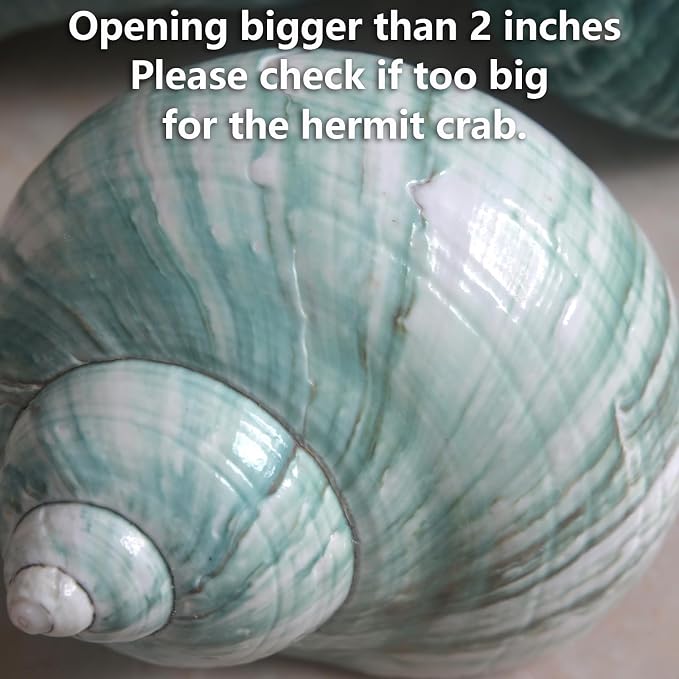 2pcs Large Hermit Crab Shells, XXL Size Opening 1.9-2.2" Big Hermit Crab Shells, Natural Sea Conch, Turbo Seashells Beach Decoration(2pcs XXL)