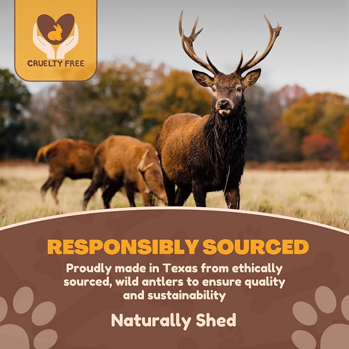 WhiteTail Naturals - Deer Antlers for Large Dogs - Long Lasting Antler Dog Chews - Crafted in USA, Naturally Shed Antler Dog Bones for Aggressive Chewers (Large (Pack of 1))
