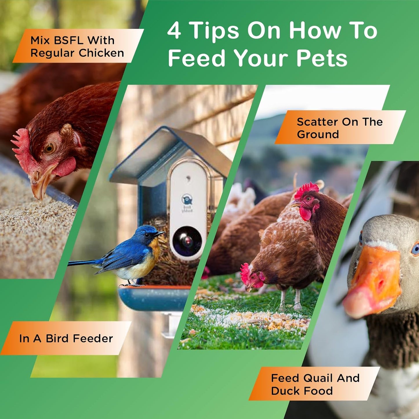 Ecoproento Dried Black Soldier Fly Larvae 2LB - High Calcium Chicken Feed - 85X More Calcium, High Protein Non-GMO Mealworms for Wild Birds, Ducks, Turkeys, Quails, Turtles, Chickens Treats