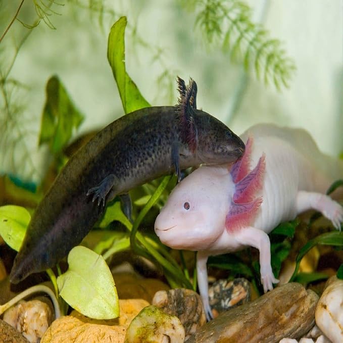Axolotl Food, 3/16" Soft Moist Sinking Pellets, Rangen's Salmon Meal Pellets for Medium & Adult Axolotl. Also Shrimp, Snails, Crabs, All Tropical Fish…3-lbs 14.3oz Clear Bag