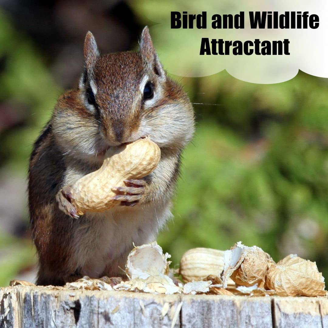 Old Potters Wildlife in-Shell Peanuts for Birds, Squirrels and Wildlife. USA Grown Non-GMO Raw in-Shell Peanuts (in-Shell, 8 lbs)