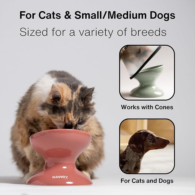 RAWRY Raised Ceramic Cat Bowl, Elevated Tilted Cat Bowl, Wide Shallow Cat Dish, Whisker Fatigue Cat Bowl, Dishwasher & Microwave Safe for Wet or Dry Food, Cats & Small Dogs, 12 oz (Seafoam)