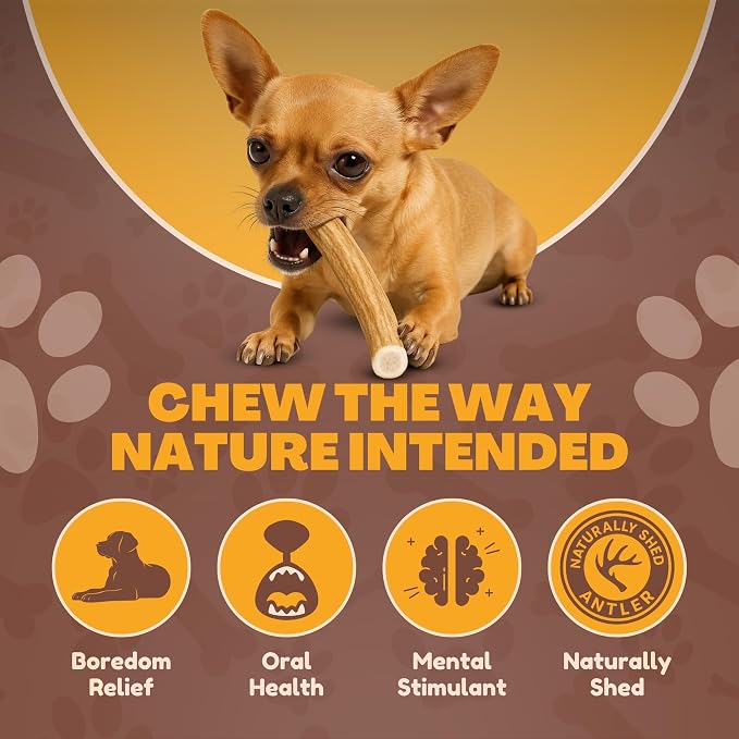 WhiteTail Naturals Antlers for Dogs (6 Pack) Deer Antler Dog Chew Bones for Small Aggressive Chewers - Long Lasting Whole Antlers - Hand Trimmed & Naturally Shed