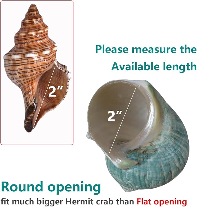 2pcs Large Hermit Crab Shells, XXL Size Opening 1.9-2.2" Big Hermit Crab Shells, Natural Sea Conch, Turbo Seashells Beach Decoration(2pcs XXL)