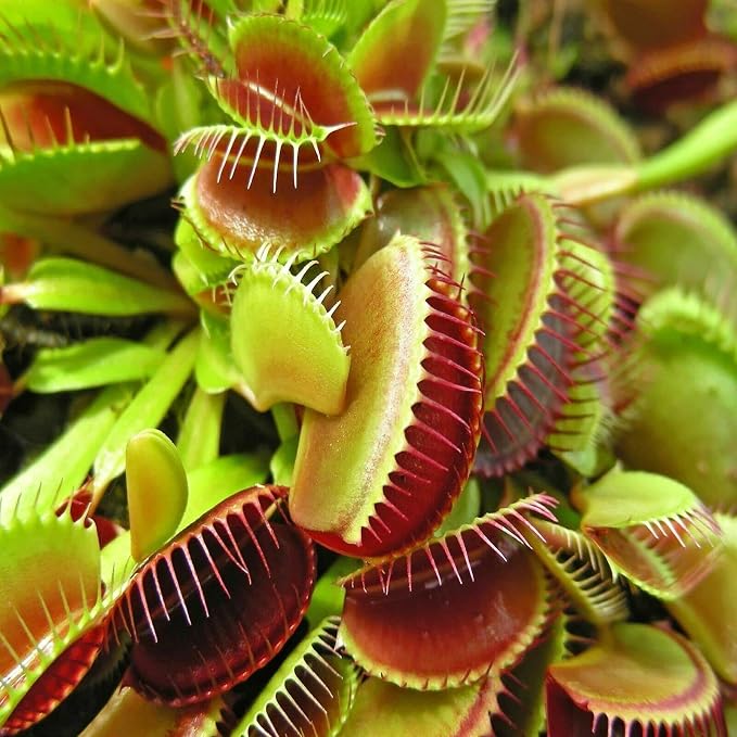 Bloodworms, Freeze Dried Grade A Fresh Floating Bloodworms for All Tropical Fish, Bettas, Discus, Cichlids, Community Fish, Turtles, Carnivore Tropical Fish - 6-lbs