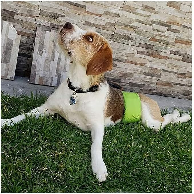 PETTING IS CARING Reusable Dog Belly Bands – Washable Male Dog Diapers, Pack of 3 – Puppy Training, Comfortable & Durable