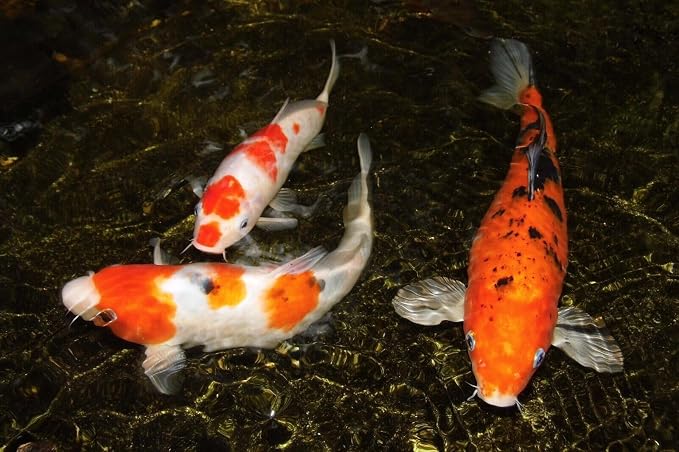 20-lbs 3mm Koi & Pond Fish Intense Color Enhancing Floating Pellets with Krill, Astaxanthin, Shrimp Meal, Anchovy Fish Meal. 3mm - 1/8" Intense Color Floating Pellets...20-lb Box