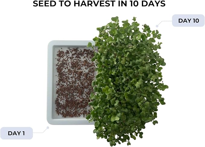 Sproutlet Self-Watering Microgreens Growing Kit – Easy Indoor Garden for Fresh Microgreens in Days – Reusable Trays, Organic Seeds & Grow Mats – No Soil, No Mess (Pearl, 1-Pack)