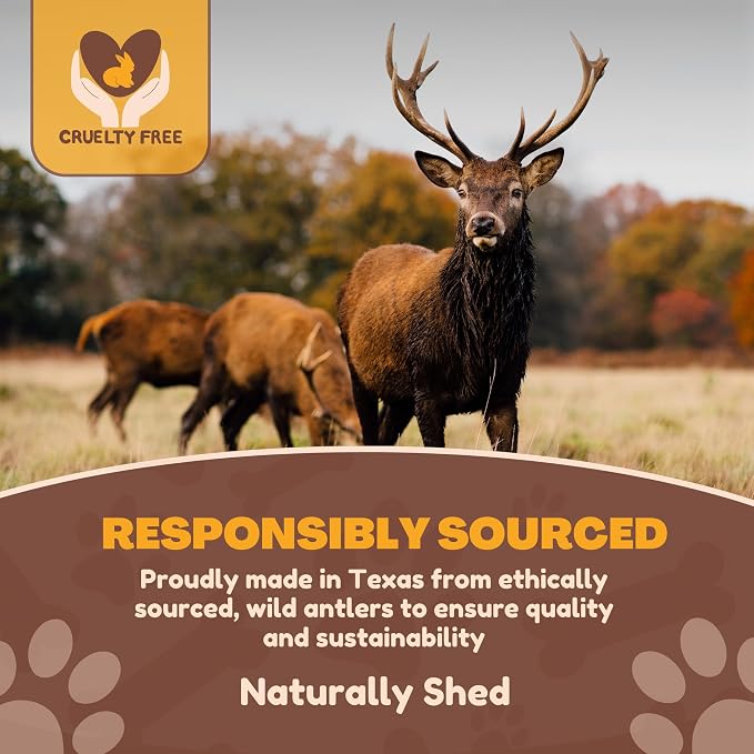 WhiteTail Naturals - Deer Antlers for Extra Small Dogs (12 Pack) Natural Dog Antler Chews for Puppies & Small Aggressive Chewers - Long Lasting Chew Bones