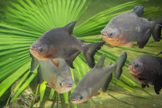 7.5mm - Cichlid 45% Protein Floating Pellets, for Cichlids, Discus, All Tropical Fish, Koi & Pond Fish. 12-Type Pellet Mix and Sinking Wafer Mix Included -1/2-lb