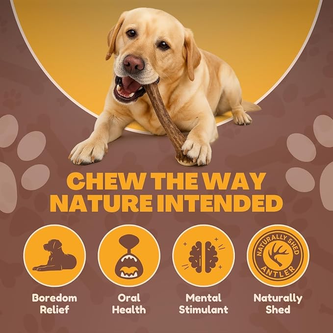 WhiteTail Naturals - Deer Antlers for Large Dogs - Long Lasting Antler Dog Chews - Crafted in USA, Naturally Shed Antler Dog Bones for Aggressive Chewers (Large (Pack of 2))