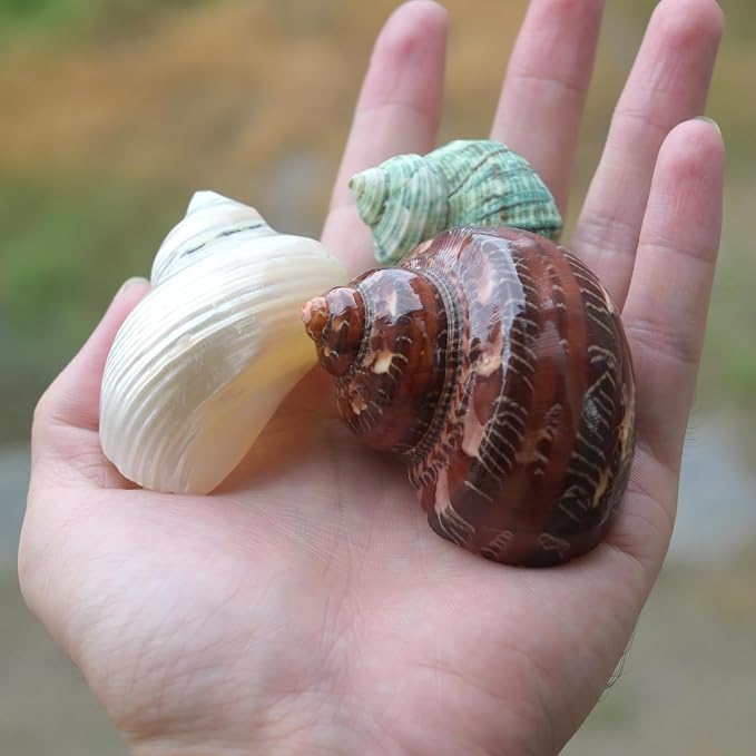 5pcs Hermit Crab Shells, M Size Opening 0.7-1.4", Natural Sea Conch, Turbo Seashells for Hermit Crab Supplies and Beach Decoration Large Sea Shell (5pcs M)