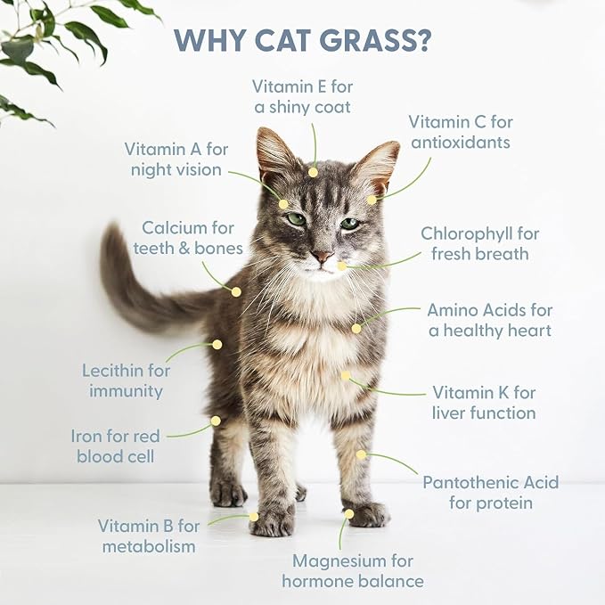 The Cat Ladies Cat Grass Growing Kit with Organic Cat Grass Seed Mix, Soil and Two Cat Grass Planters. Perfect Cat Gifts for Indoor Cats