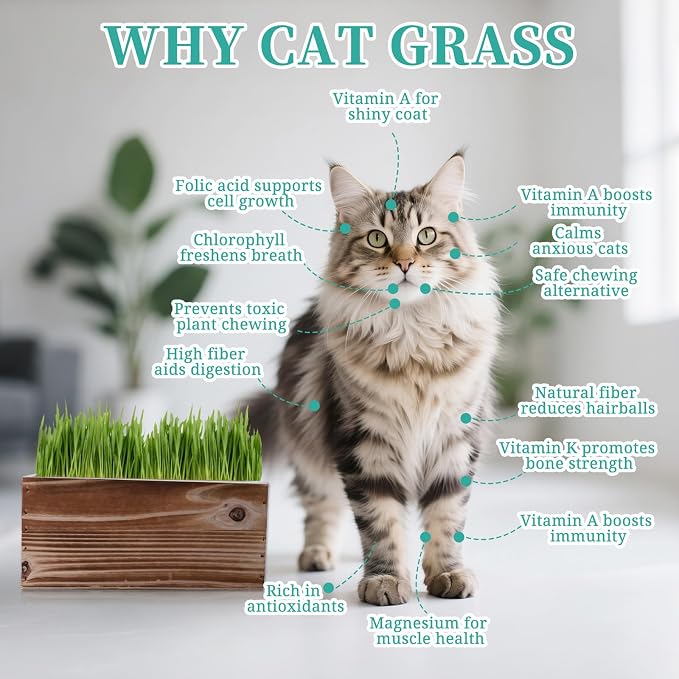 Cat Grass for Indoor Cats – x5 Seed Packets | Cat Grass Seeds with Wooden Planter, Soil & Mini Gardening Tools for Nipping– Pet Wheatgrass Grass, Gifts for Cat Lovers
