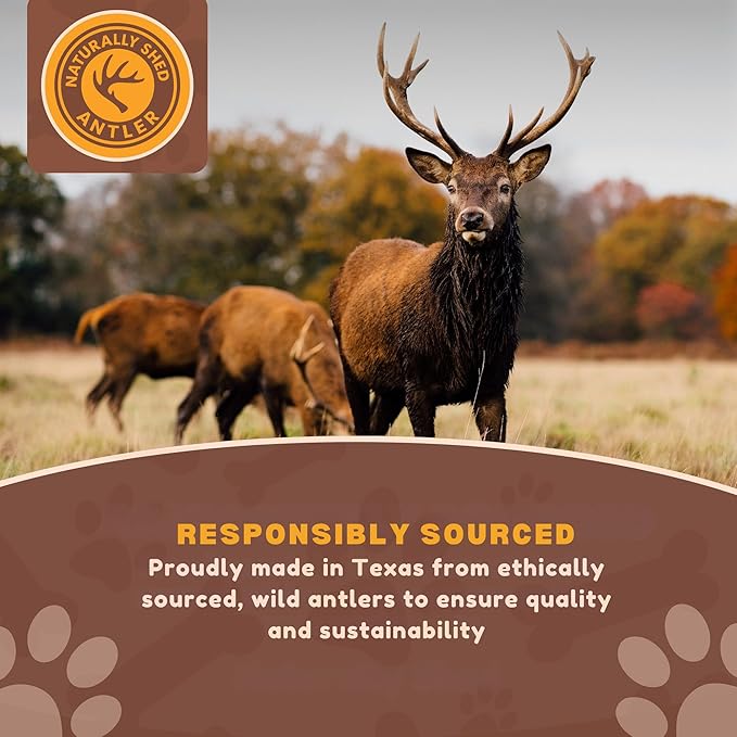 WhiteTail Naturals Antlers for Dogs (6 Pack) Deer Antler Dog Chew Bones for Small Aggressive Chewers - Long Lasting Whole Antlers - Hand Trimmed & Naturally Shed