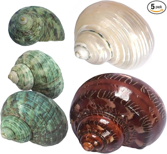 5pcs Hermit Crab Shells, M Size Opening 0.7-1.4", Natural Sea Conch, Turbo Seashells for Hermit Crab Supplies and Beach Decoration Large Sea Shell (5pcs M)
