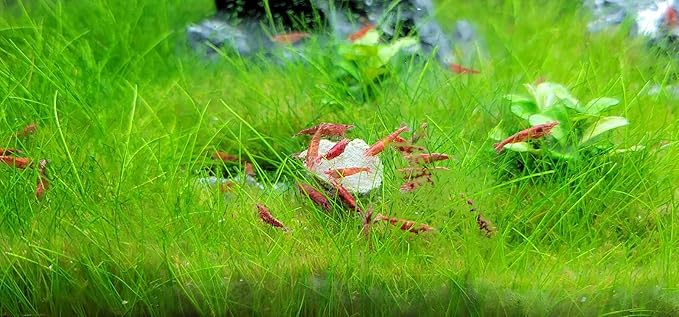Calcium Feeder Disks for Shrimp, Snails, Crabs, Crayfish, Hermit Crabs and All Tropical Fish, 50 Count Bag of Small Calcium Feeder Disks