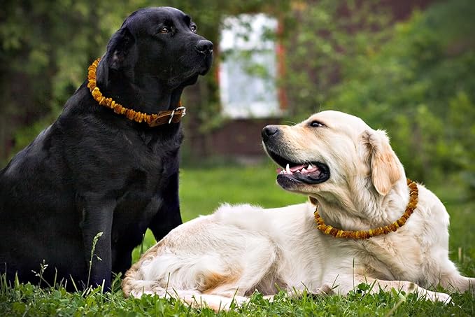 Amber Collars for Dogs & Cats - Dog & Cat Collar with Adjustable Leather Strap - Raw Knotted Amber Beads (20-25cm)