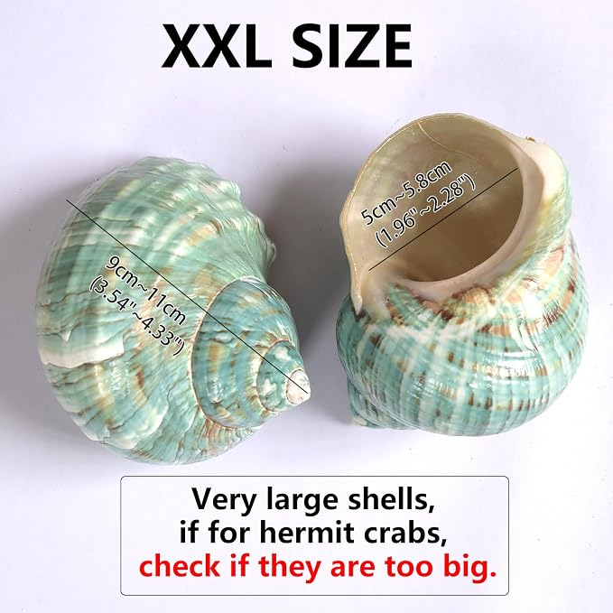 2pcs Large Hermit Crab Shells, XXL Size Opening 1.9-2.2" Big Hermit Crab Shells, Natural Sea Conch, Turbo Seashells Beach Decoration(2pcs XXL)