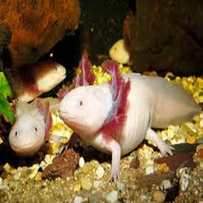 Axolotl Food, 1/4" Soft Moist Sinking Pellets, Rangen's Salmon Meal Pellets for Adult Axolotl. Also Shrimp, Snails, Crabs, Bottom Fish, All Tropical Fish…4-lbs 0.3oz Clear Bag