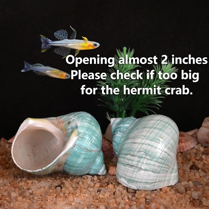 2pcs Big Hermit Crab Shells, XL Size Large Conch Opening 1.8-2", Natural Sea Turbo Seashells for Hermit Crab Supplies and Beach Decoration Large Sea Shell (2pcs Green, XL)