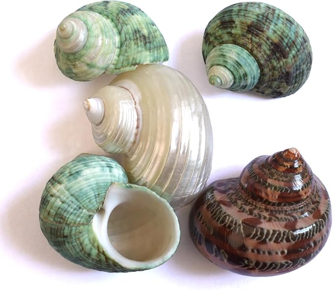 5pcs Hermit Crab Shells, M Size Opening 0.7-1.4", Natural Sea Conch, Turbo Seashells for Hermit Crab Supplies and Beach Decoration Large Sea Shell (5pcs M)