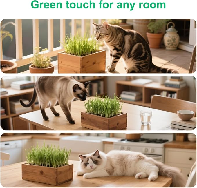 5 Indoor Flower Growing Kit with Cat Grass Kit