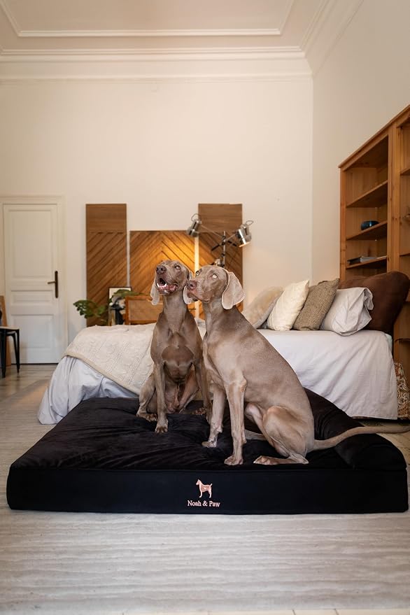 NOAH & PAW Giant Dog Bed XXL 55x45x9.5 Inch, Orthopedic Dog Beds, Eggshell Memory Foam Infused with Cooling Gel, Water Resistant, Machine Washable, Includes Inner Cover (Denim Collection)