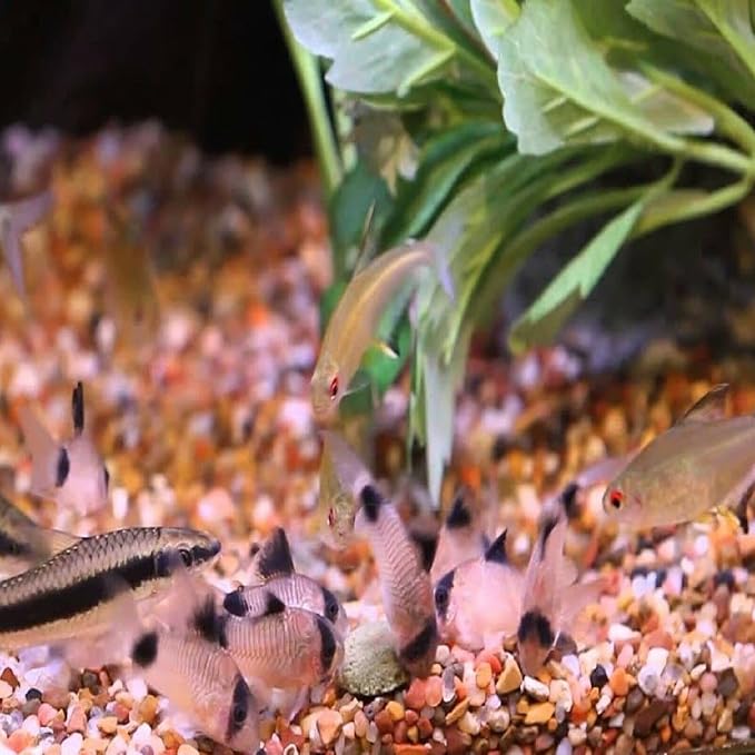 4-Type Ultra Mix of 12mm - 1/2'' Wafers, Spirulina-Algae & Shrimp Wafer, Intense Color Enhancing Wafers. Plecos, Shrimp, Snails, All Tropical Fish...1-lb